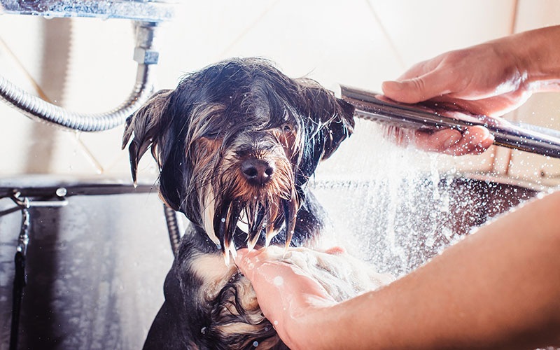 One Beachmont Photo of Dog Being Washed for FETCH